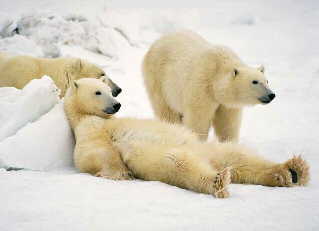 p9955PolarBear_relax.jpg