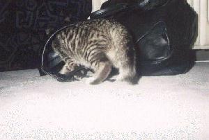 PUSHKIN, the one and only